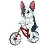 French Bulldog on a Bicycle