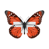 Papillon Drapeau De La Suisse