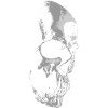 Crânes morts