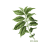 Coffea Arabica Plant Caffeine Lover