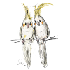 Nymphensittiche