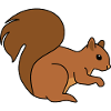 Squirrel