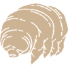Tardigrade water bear microbiology