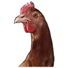 Rooster funny animal farm