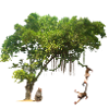 Monkey in the jungle