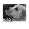 Dog, Golden Retriever, drawing