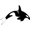 killer whale