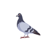 Ruhrpott Flamingo Fun Tauben