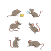 Rat lovers rat