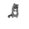 racoon
