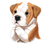 English Bulldog