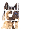 Amerikanischer Akita I
