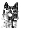 American Akita V