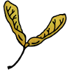 Feuille d'érable