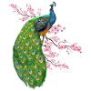 Flowers Peacock