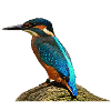coole vögel, fischendes Eisvogel männchen