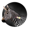 zèbre
