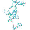 Mountain flower