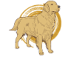 Golden retriever