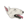 Bull Terrier