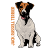 Jack Russell Terrier