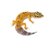 Gecko