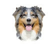 Australian Shepherd