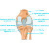 Physio Knæ Anatomi Korsbånd Menisken