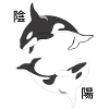 Yin Yang Orca
