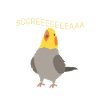 Cockatiel en colère