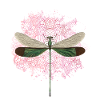 dragon-fly