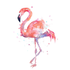 Flamingo - Flamingos