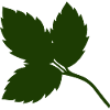 Rosenblätter 2