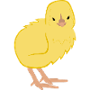 Küken