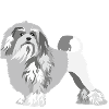 Löwchen grau