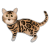 Bengal cat's idea