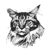 Maine Coon tomcat