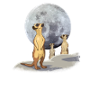 suricates