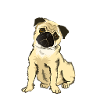 pug