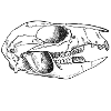 Schaedel herbivores