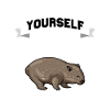 Wombat Animal
