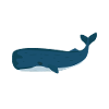 Physeter macrocephalus cadeau de cachalot