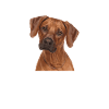Rhodesian Ridgeback Hund