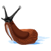 Nacktschnecke