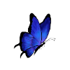 Butterfly blue