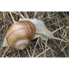 Snail