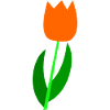 Tulip Oranje Holland