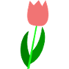 Tulip Netherlands