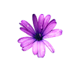 Fleur pourpre