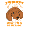 Basset Fauve de Bretagne